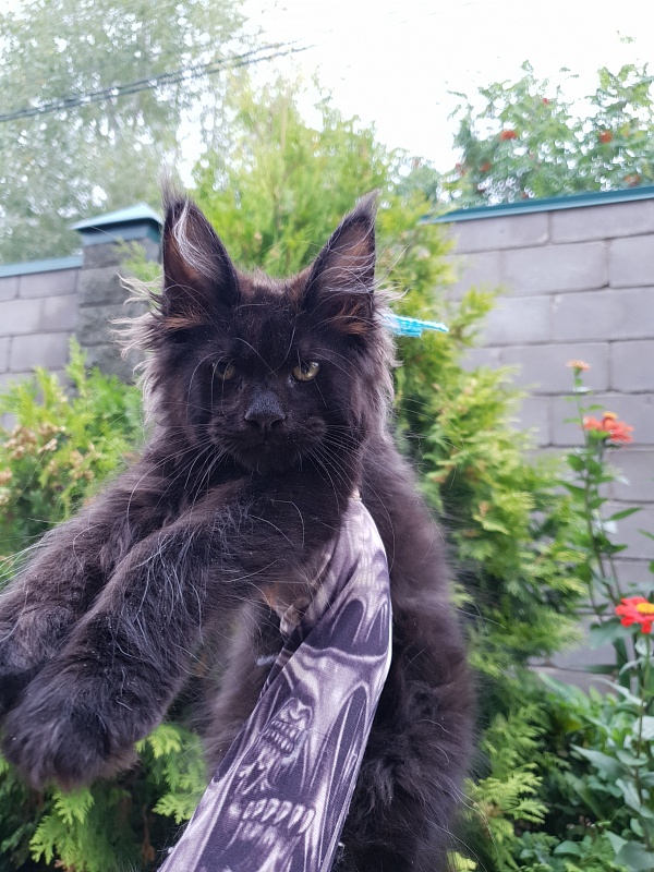 R*Tank Akbars - Kitten maine-coon 2 months 3 weeks
