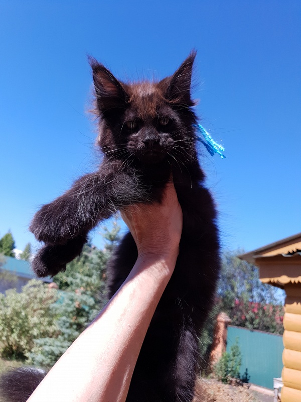 R*Tank Akbars - Kitten maine-coon 2 months 0.5 weeks