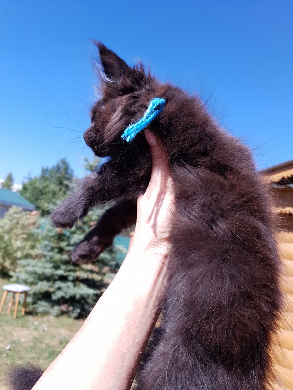 R*Tank Akbars - Kitten maine-coon 2 months 0.5 weeks