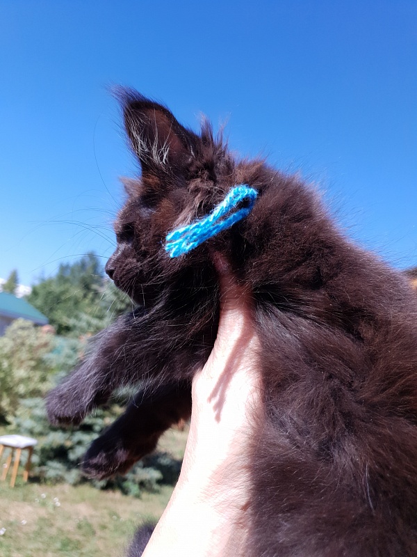 R*Tank Akbars - Kitten maine-coon 2 months 0.5 weeks