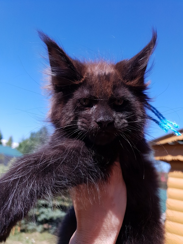 R*Tank Akbars - Kitten maine-coon 2 months 0.5 weeks