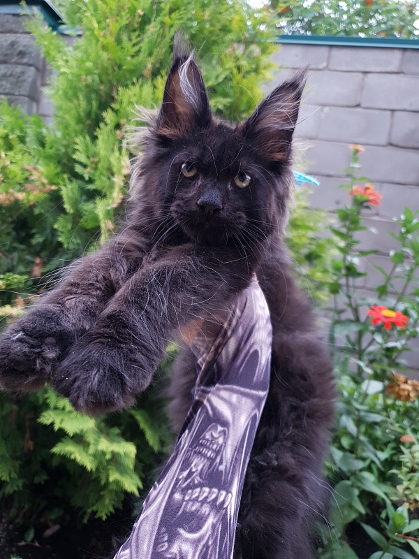 R*Tank Akbars - Kitten maine-coon 2 months 3 weeks