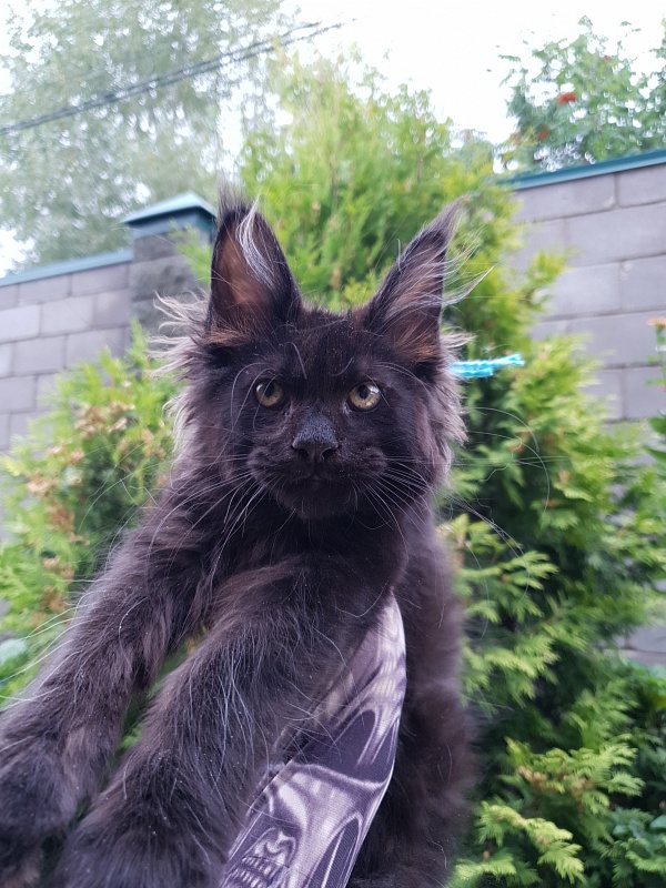 R*Tank Akbars - Kitten maine-coon 2 months 3 weeks