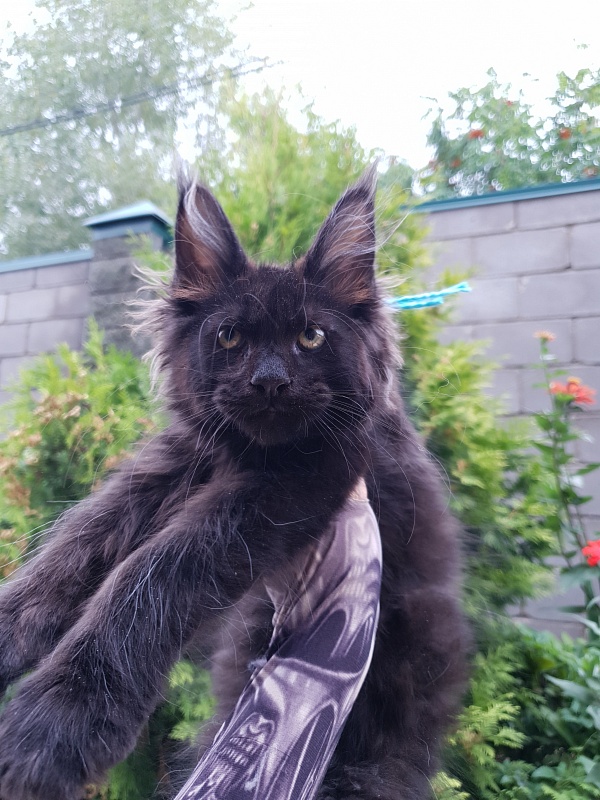 R*Tank Akbars - Kitten maine-coon 2 months 3 weeks