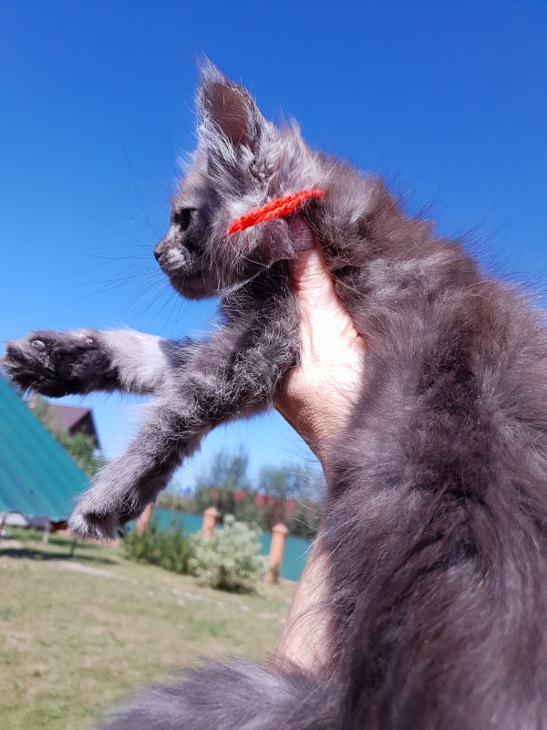 R*Tapioca Akbars (PET) - Kitten maine-coon 2 months