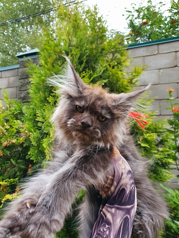 R*Tapioca Akbars (PET) - Kitten maine-coon 2 months 3 weeks