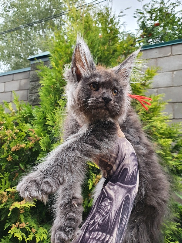 R*Tapioca Akbars (PET) - Kitten maine-coon 2 months 3 weeks