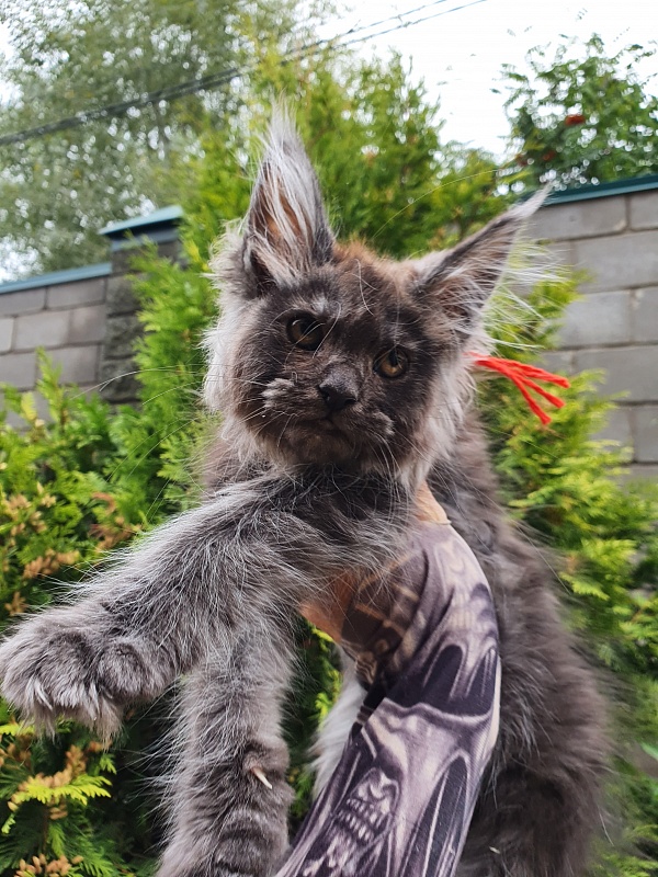 R*Tapioca Akbars (PET) - Kitten maine-coon 2 months 3 weeks