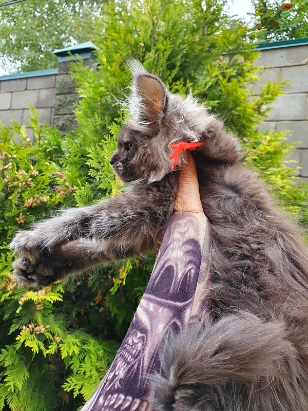 R*Tapioca Akbars (PET) - Kitten maine-coon 2 months 3 weeks