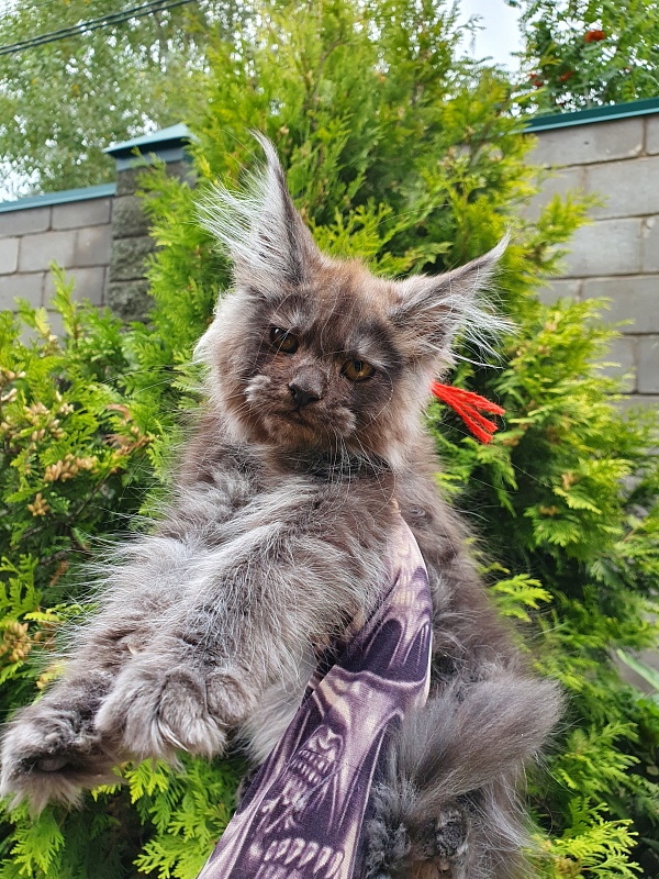 R*Tapioca Akbars (PET) - Kitten maine-coon 2 months 3 weeks