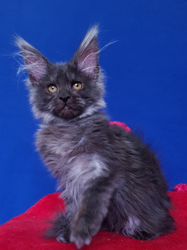 R*Tapioca Akbars (PET) - Kitten maine-coon 4 months
