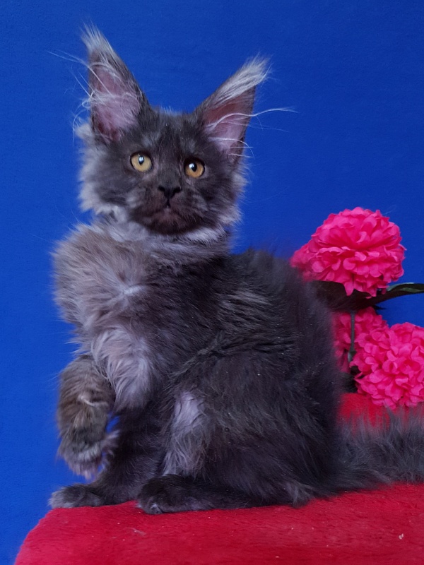 R*Tapioca Akbars (PET) - Kitten maine-coon 4 months