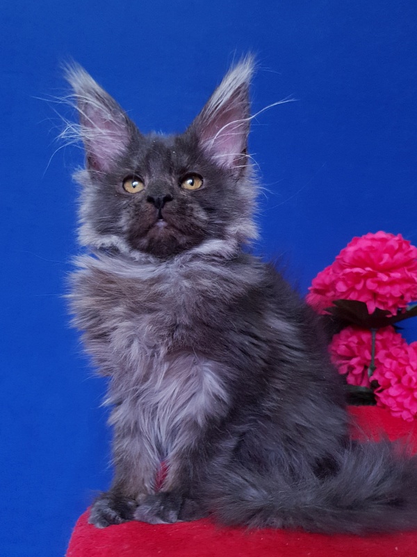 R*Tapioca Akbars (PET) - Kitten maine-coon 4 months
