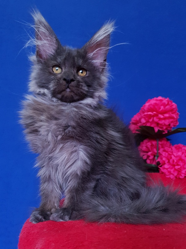 R*Tapioca Akbars (PET) - Kitten maine-coon 4 months