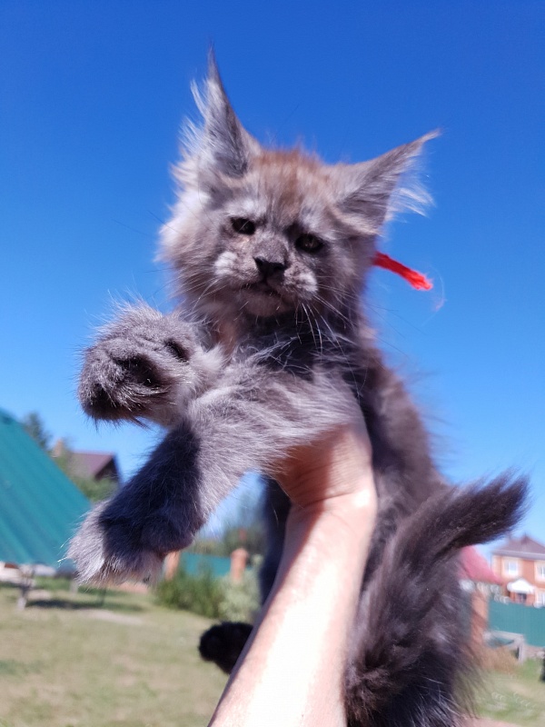 R*Tapioca Akbars (PET) - Kitten maine-coon 2 months
