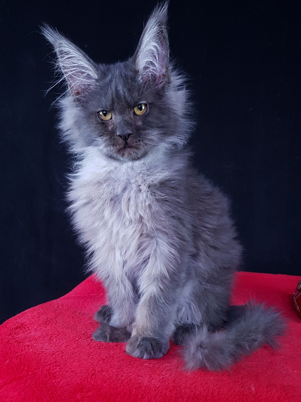 R*Tapioca Akbars (PET) - Kitten maine-coon 5 months