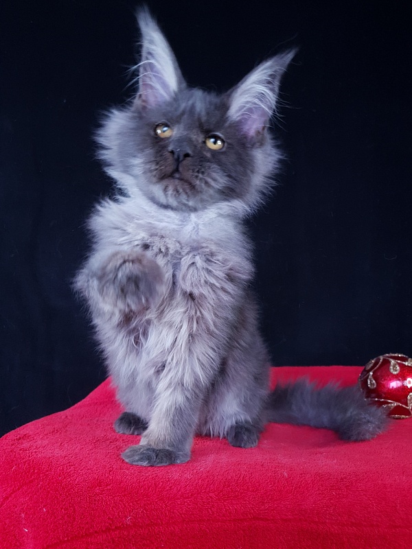 R*Tapioca Akbars (PET) - Kitten maine-coon 5 months