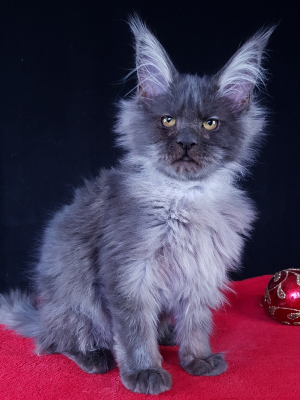 R*Tapioca Akbars (PET) - Kitten maine-coon 5 months