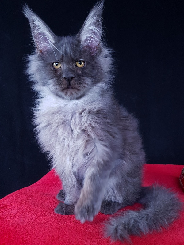 R*Tapioca Akbars (PET) - Kitten maine-coon 5 months