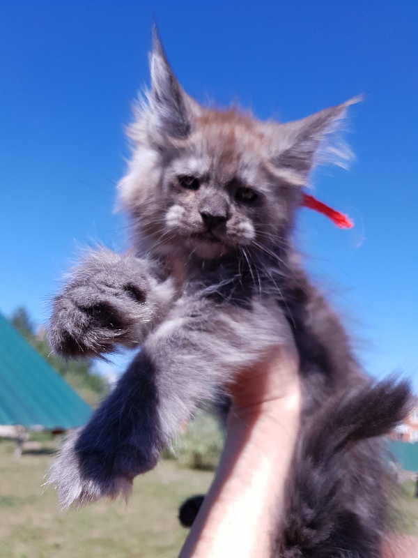 R*Tapioca Akbars (PET) - Kitten maine-coon 2 months