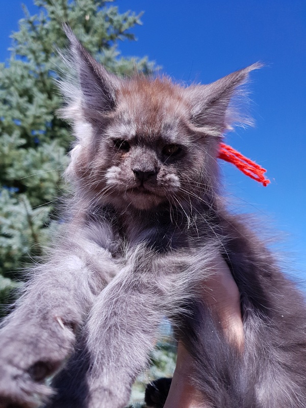 R*Tapioca Akbars (PET) - Kitten maine-coon 2 months