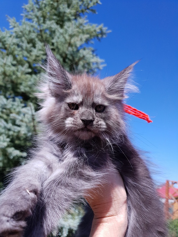 R*Tapioca Akbars (PET) - Kitten maine-coon 2 months