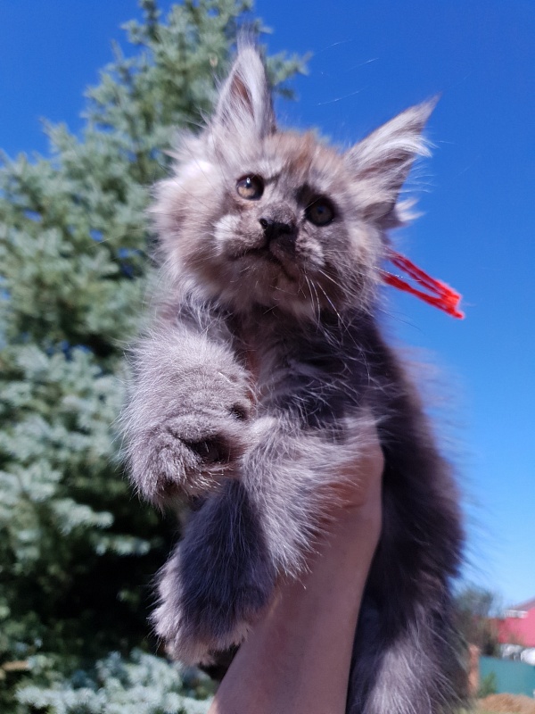 R*Tapioca Akbars (PET) - Kitten maine-coon 2 months