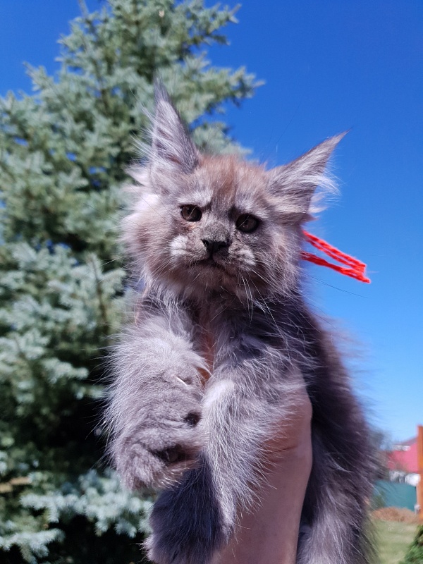 R*Tapioca Akbars (PET) - Kitten maine-coon 2 months