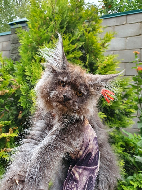 R*Tapioca Akbars (PET) - Kitten maine-coon 2 months 3 weeks