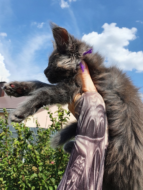 Quincy Akbars - Kitten maine-coon 2 months 1.5 week