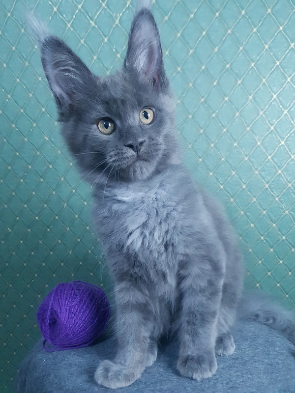 Quincy Akbars - Kitten maine-coon 3 months 0.5 weeks