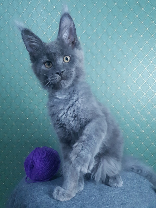 Quincy Akbars - Kitten maine-coon 3 months 0.5 weeks