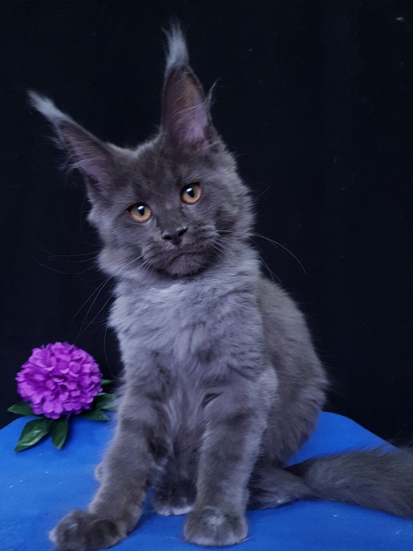 Quincy Akbars - Kitten maine-coon 3 months 3.5 weeks