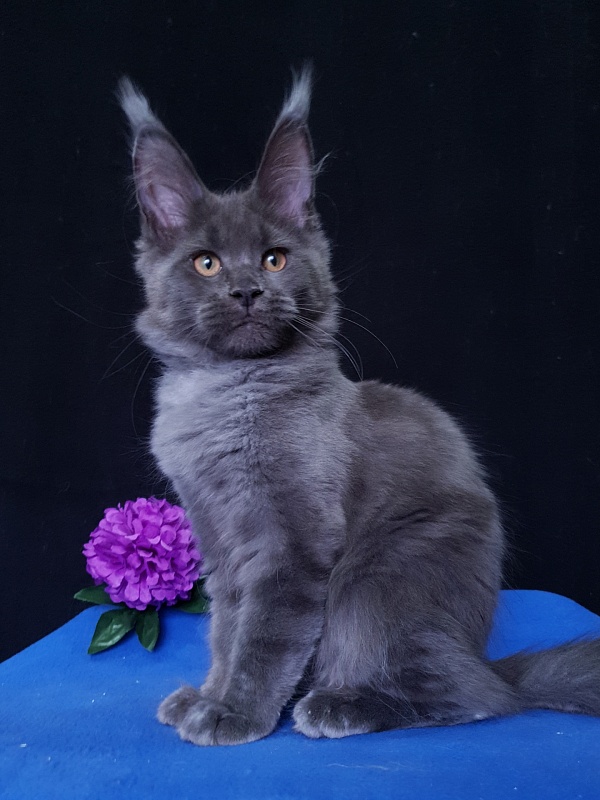 Quincy Akbars - Kitten maine-coon 3 months 3.5 weeks