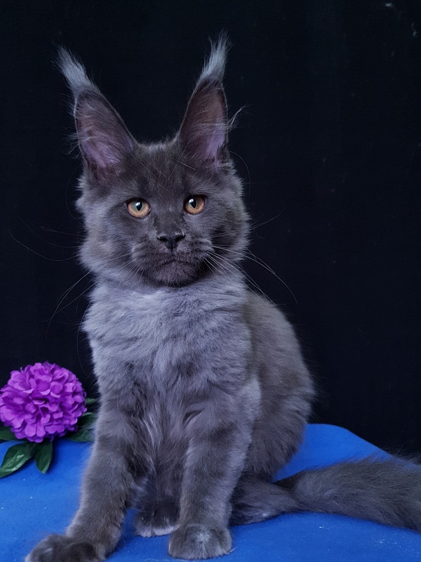 Quincy Akbars - Kitten maine-coon 3 months 3.5 weeks