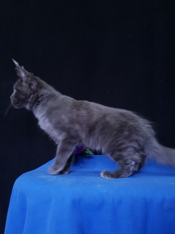 Quincy Akbars - Kitten maine-coon 3 months 3.5 weeks