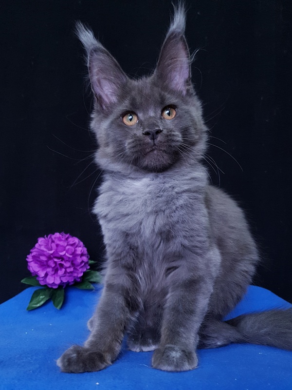 Quincy Akbars - Kitten maine-coon 3 months 3.5 weeks