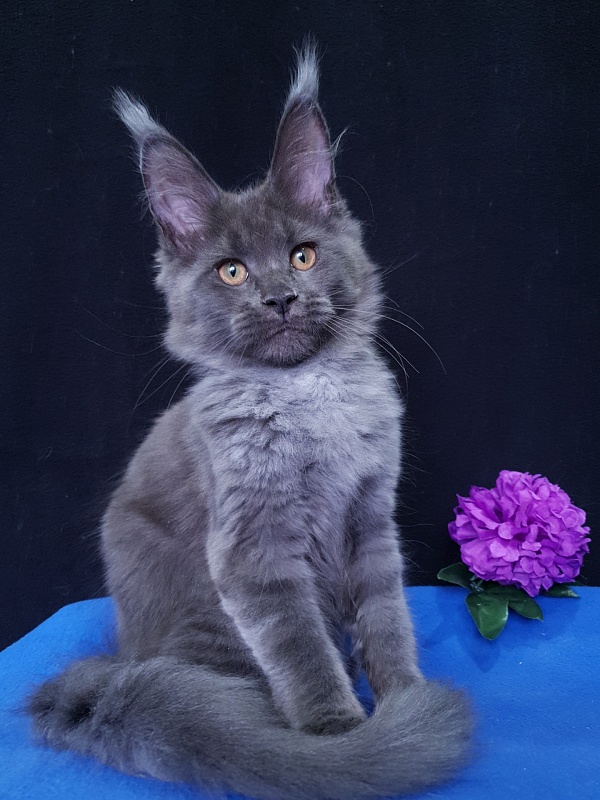 Quincy Akbars - Kitten maine-coon 3 months 3.5 weeks