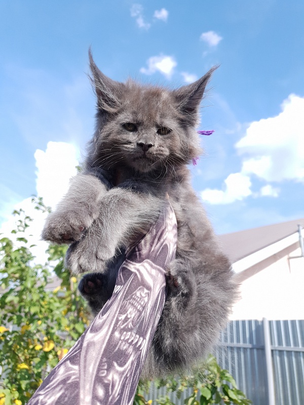 Quincy Akbars - Kitten maine-coon 2 months 1.5 week