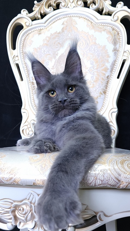 Quincy Akbars - Kitten maine-coon 5 months 4 weeks