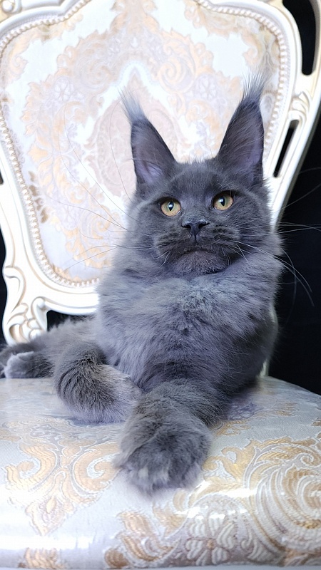 Quincy Akbars - Kitten maine-coon 5 months 4 weeks