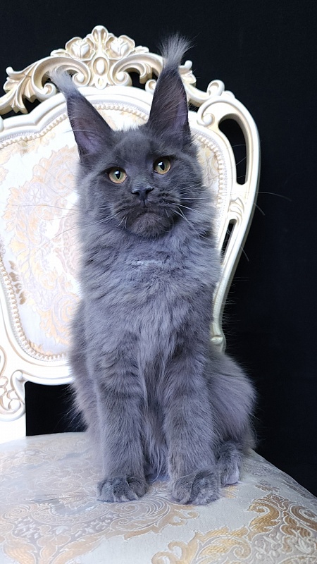 Quincy Akbars - Kitten maine-coon 5 months 4 weeks