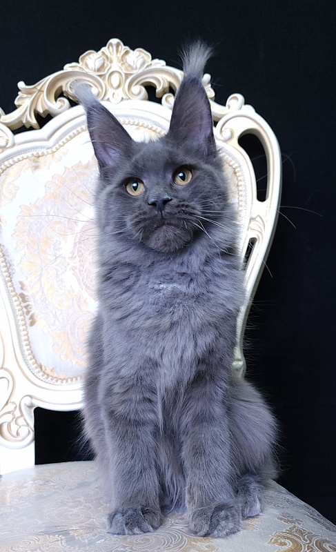 Quincy Akbars - Kitten maine-coon 5 months 4 weeks