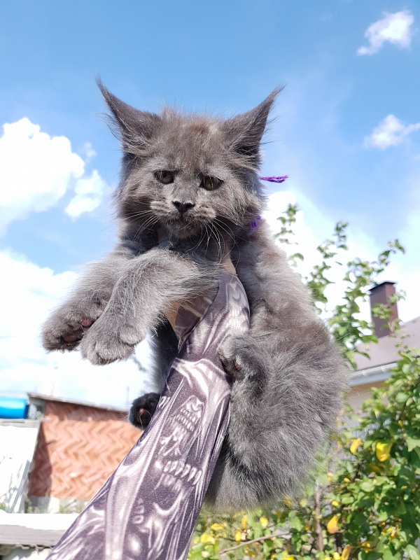 Quincy Akbars - Kitten maine-coon 2 months 1.5 week