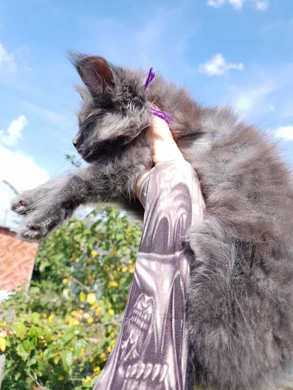Quincy Akbars - Kitten maine-coon 2 months 1.5 week