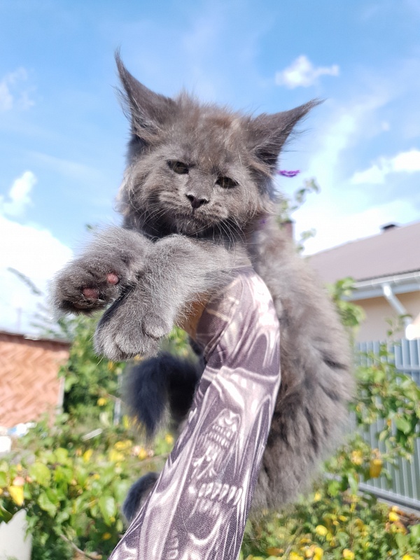 Quincy Akbars - Kitten maine-coon 2 months 1.5 week