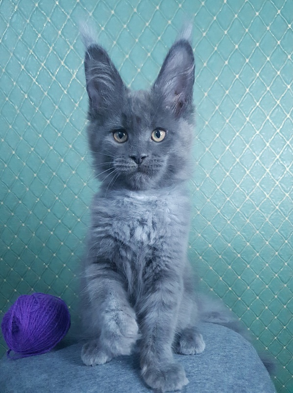 Quincy Akbars - Kitten maine-coon 3 months 0.5 weeks