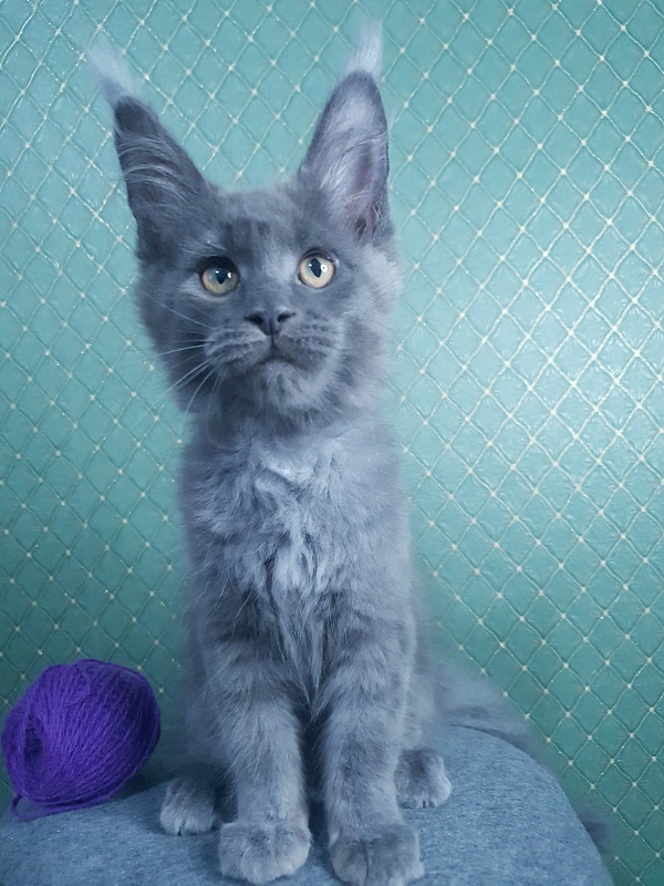 Quincy Akbars - Kitten maine-coon 3 months 0.5 weeks