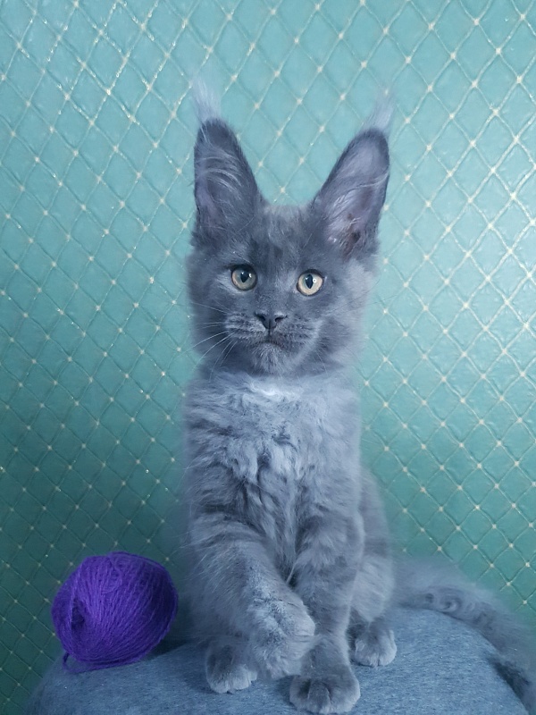 Quincy Akbars - Kitten maine-coon 3 months 0.5 weeks