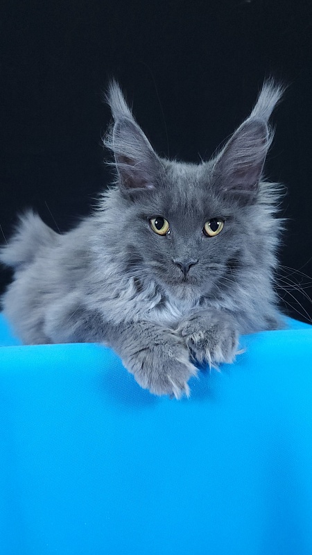 Queen Mia Akbars - Kitten maine-coon 3 months